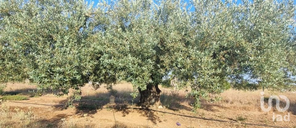 Terreno de 6.093 m² en Ginestar (43748)