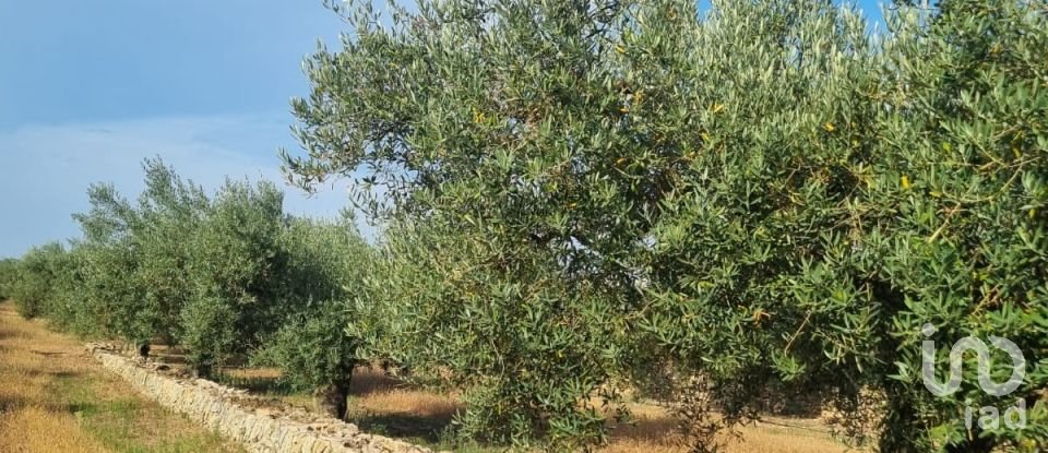 Terreno de 6.093 m² en Ginestar (43748)