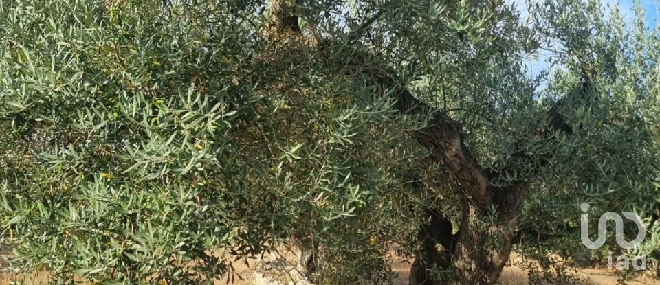 Terreno de 6.093 m² en Ginestar (43748)