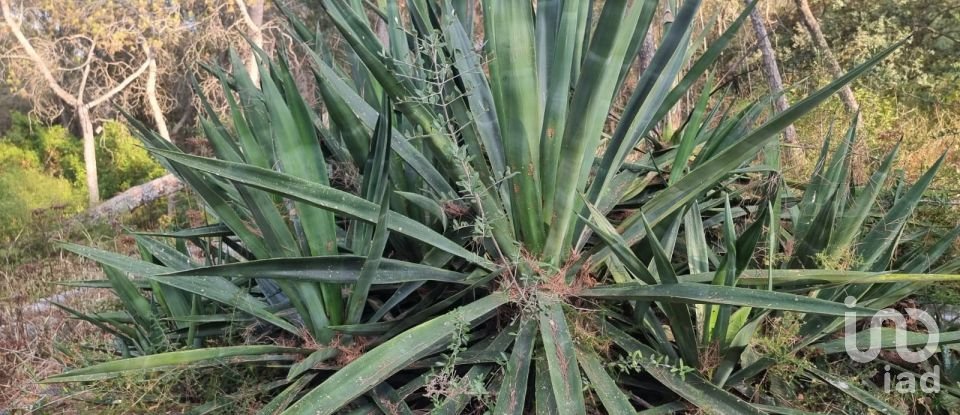 Terrain de 195 000 m² à Amposta (43870)