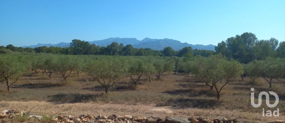 Land of 46,791 m² in Ginestar (43748)