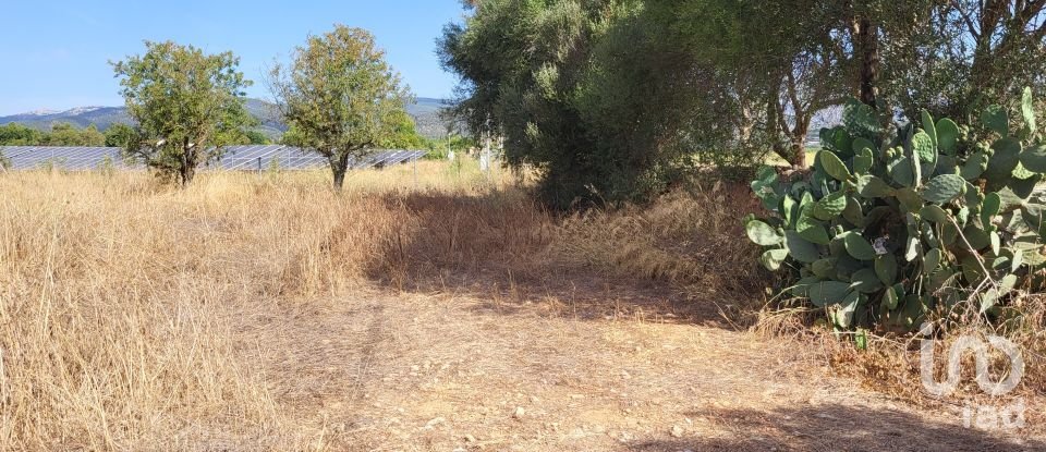 Land of 19,777 m² in Santa María del Camí (07320)