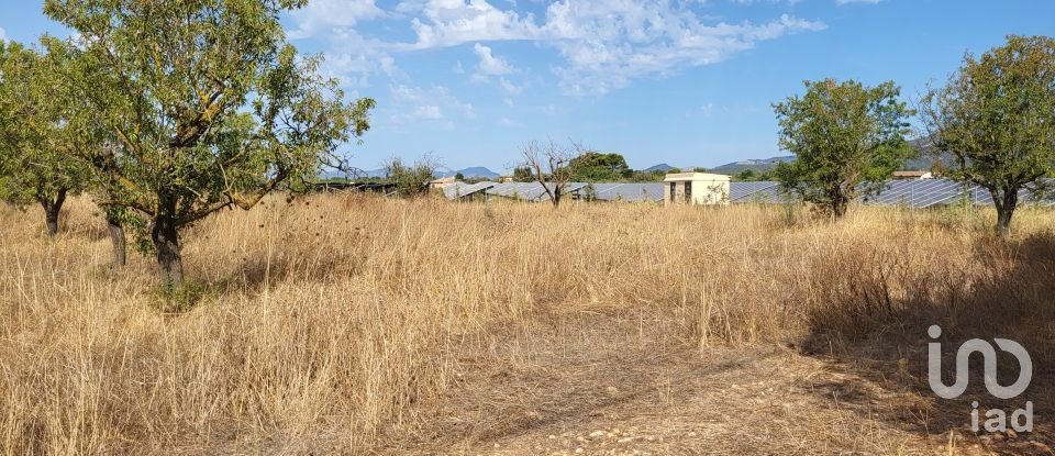 Land of 19,777 m² in Santa María del Camí (07320)