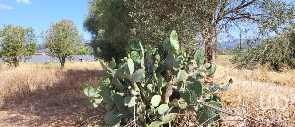 Land of 19,777 m² in Santa María del Camí (07320)