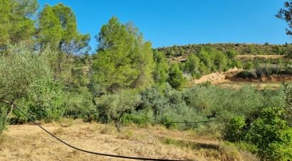 Land of 6,327 m² in Tivissa (43746)