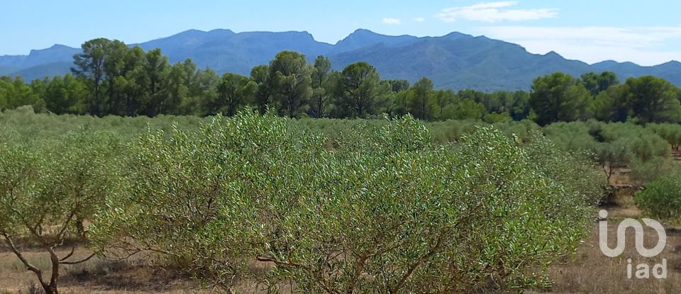 Land of 46,791 m² in Ginestar (43748)