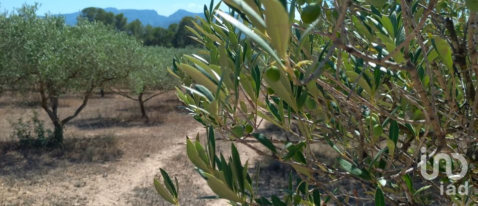 Land of 46,791 m² in Ginestar (43748)