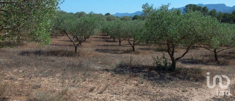 Land of 46,791 m² in Ginestar (43748)