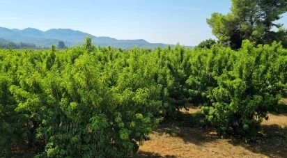 Land of 15,697 m² in Móra d'Ebre (43740)