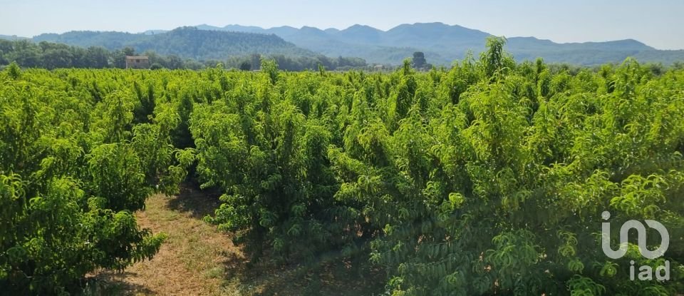 Terreno de 15.697 m² en Móra d'Ebre (43740)