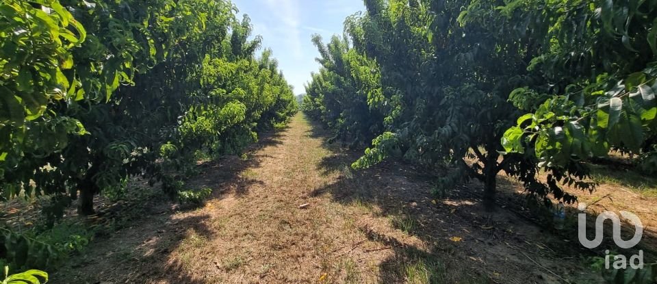 Terreno de 15.697 m² en Móra d'Ebre (43740)