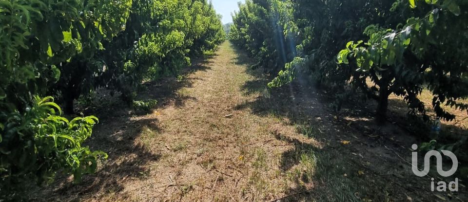 Terreno de 15.697 m² en Móra d'Ebre (43740)