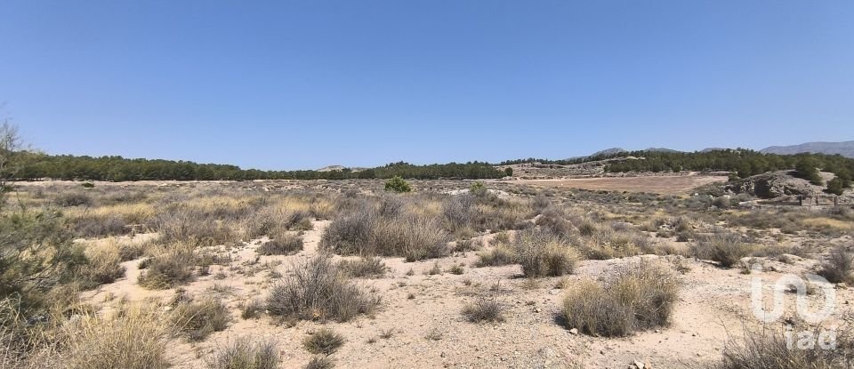 Building plot of 44,600 m² in Sax (03630)