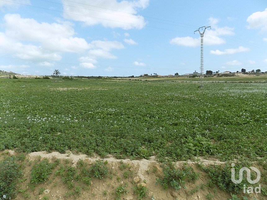 Terreny de 10.000 m² a Elx/Elche (03294)