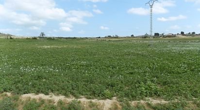Land of 10,000 m² in Elx/Elche (03294)