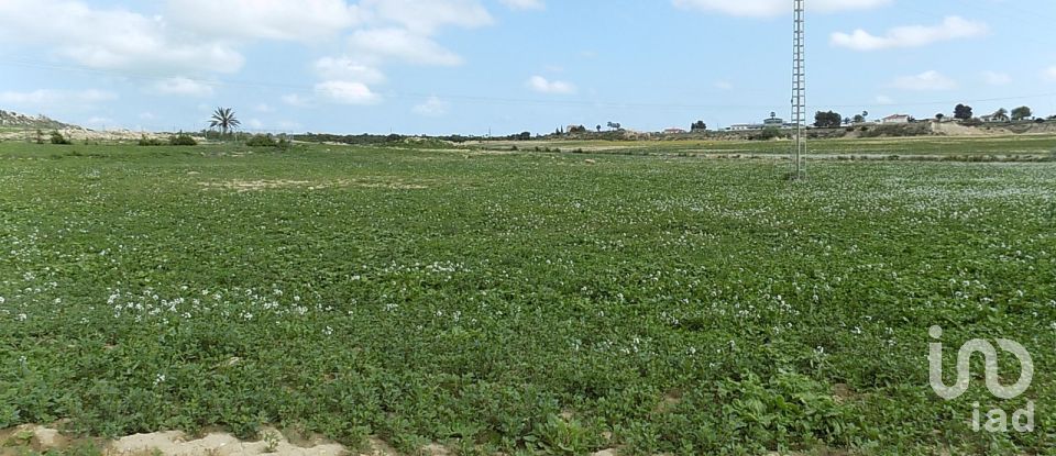 Terreny de 10.000 m² a Elx/Elche (03294)