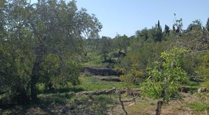 Terreno de 6.700 m² en L'Ametlla de Mar (43860)