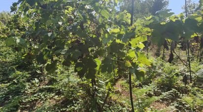 Terreno de 595 m² en Vigo (36313)