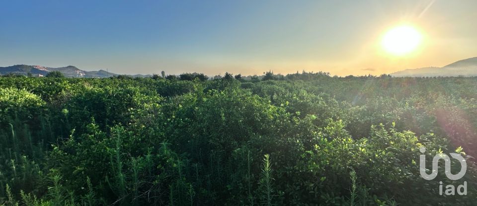 Terreny agrícola de 6.005 m² a Pego (03780)