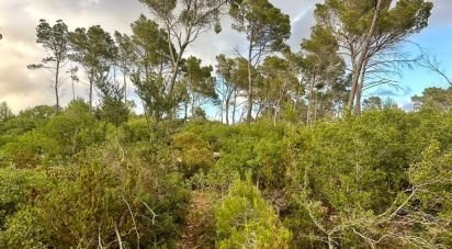 Land of 15,000 m² in Andratx (07150)