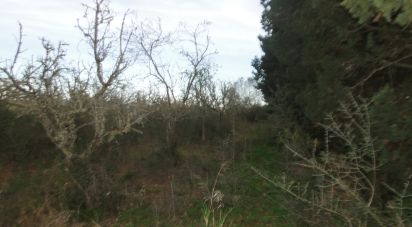 Land of 16,000 m² in Felanitx (07200)