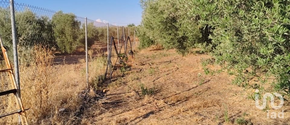 Terrain de 4 895 m² à Écija (41400)