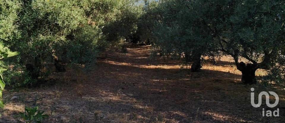 Terrain de 4 895 m² à Écija (41400)