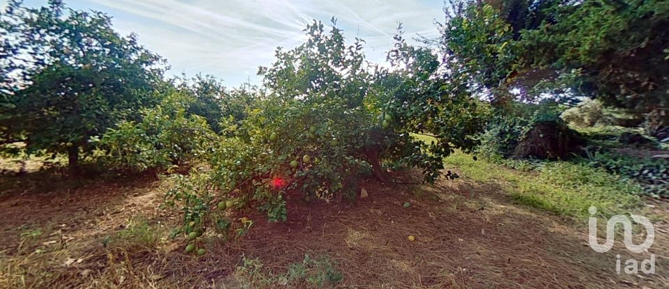 Terreno agricola de 28.900 m² en Cambrils (43850)