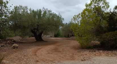 Land of 26,283 m² in L'Ampolla (43895)