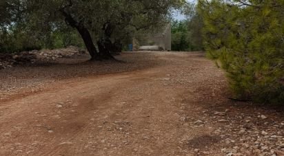 Land of 26,283 m² in L'Ampolla (43895)