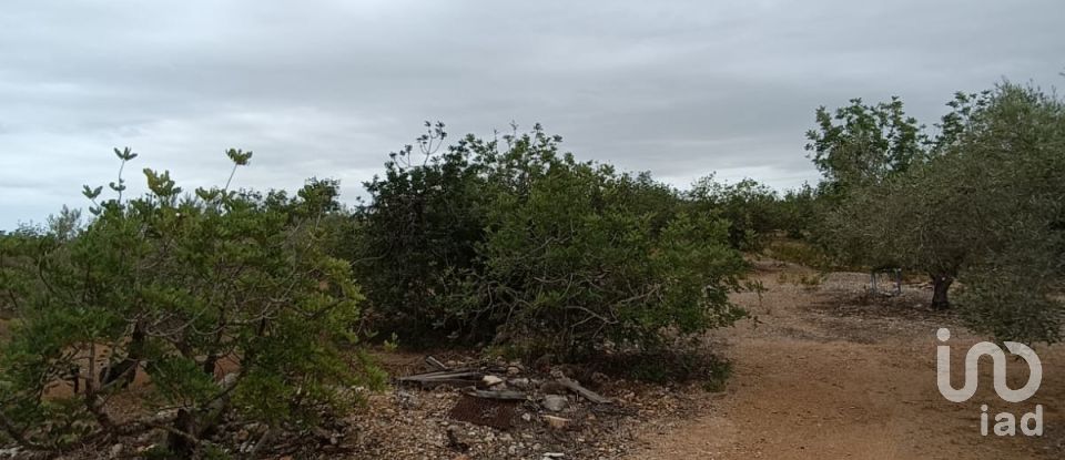 Land of 26,283 m² in L'Ampolla (43895)