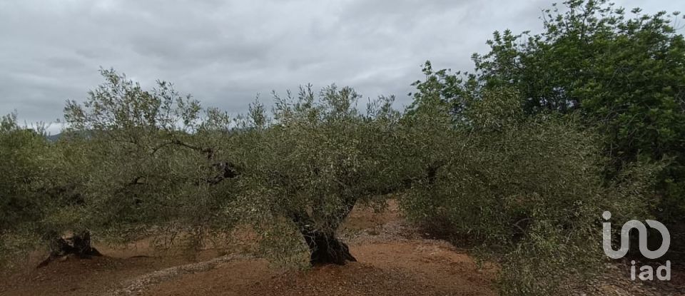 Land of 26,283 m² in L'Ampolla (43895)