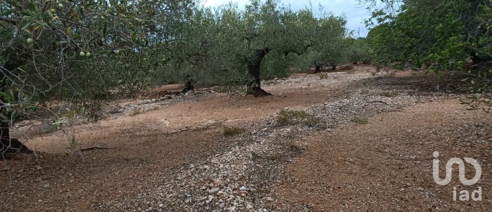 Land of 26,283 m² in L'Ampolla (43895)