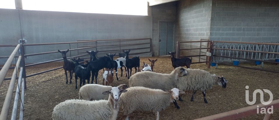 Granja 3 habitacions de 77.362 m² a Tivissa (43746)