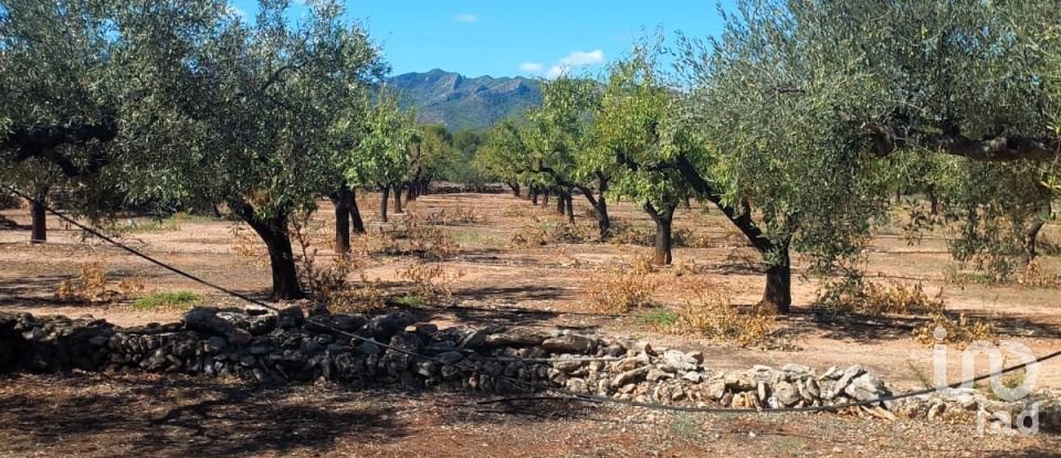 Land of 30,000 m² in Tivissa (43746)