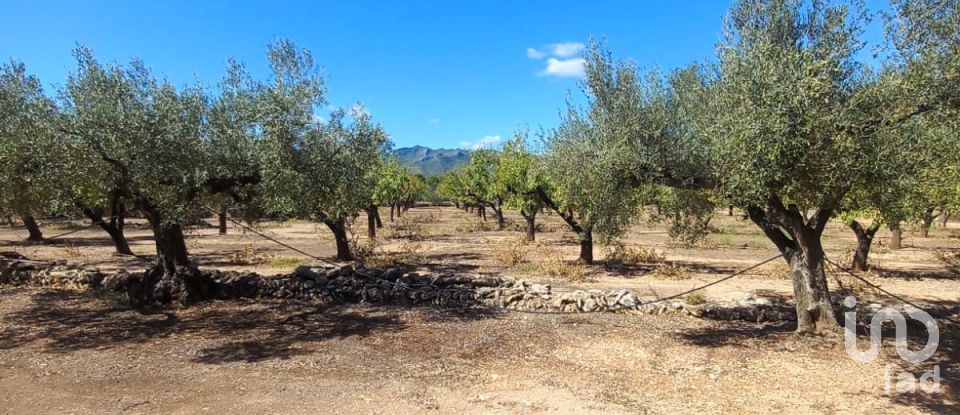 Land of 30,000 m² in Tivissa (43746)