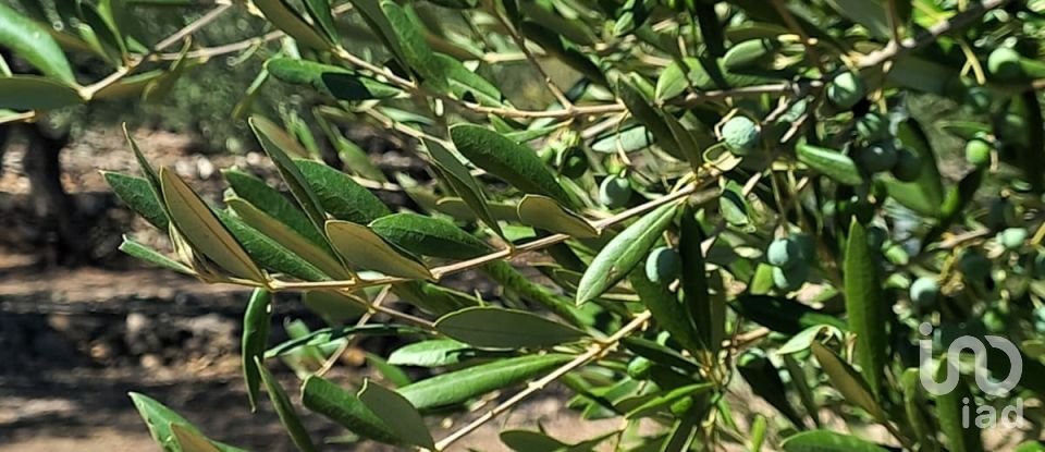 Land of 30,000 m² in Tivissa (43746)