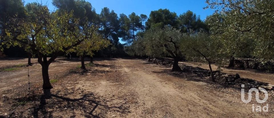 Land of 30,000 m² in Tivissa (43746)