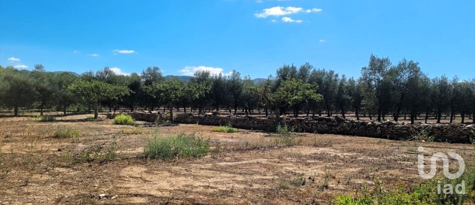 Land of 30,000 m² in Tivissa (43746)