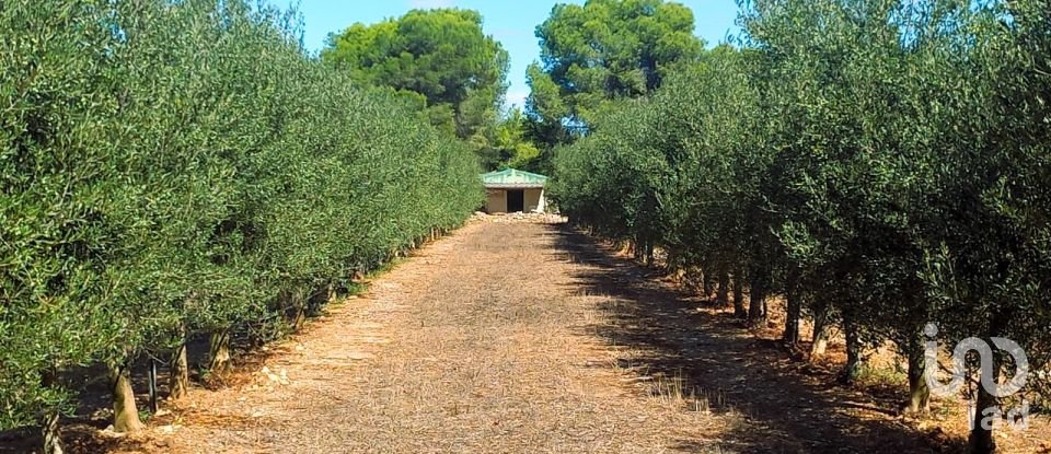 Land of 30,000 m² in Tivissa (43746)