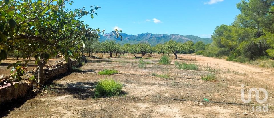 Land of 30,000 m² in Tivissa (43746)