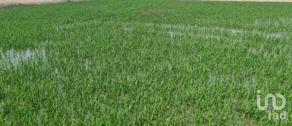 Farm land of 11,311 m² in Sant Carles de La Rapita (43540)