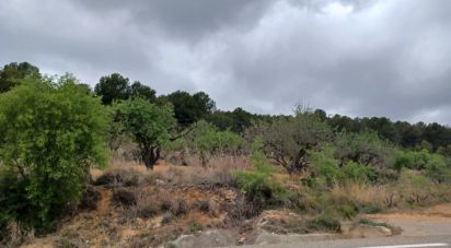 Land of 12,700 m² in La Bisbal del Penedès (43717)