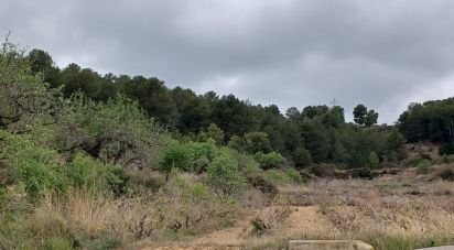 Land of 12,700 m² in La Bisbal del Penedès (43717)