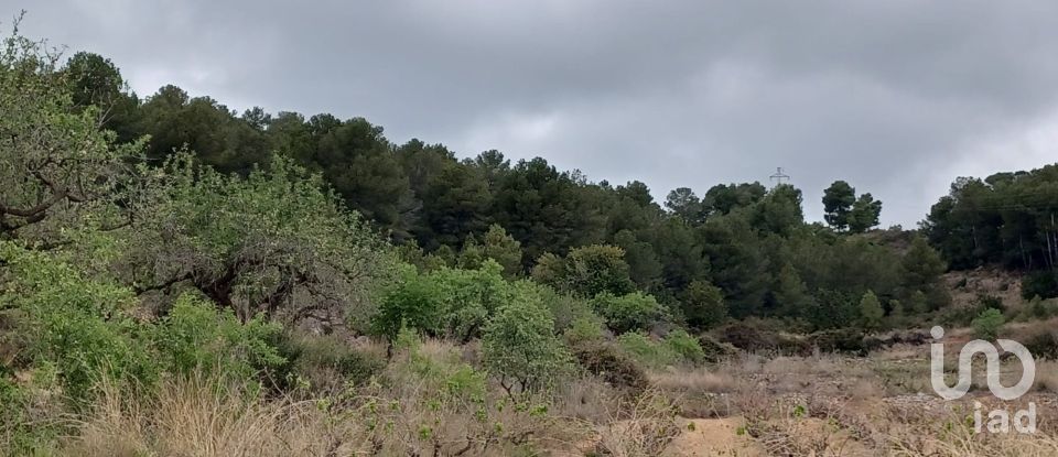 Land of 12,700 m² in La Bisbal del Penedès (43717)