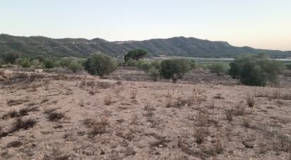 Land of 13,753 m² in Salinas (03638)