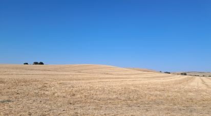 Land of 91,500 m² in El Drago (11620)