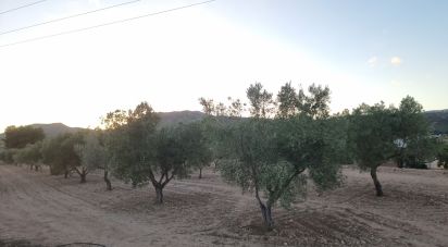 Land of 18,088 m² in Salinas (03638)