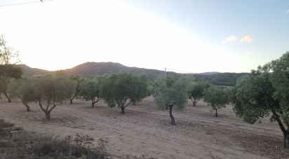 Land of 18,088 m² in Salinas (03638)