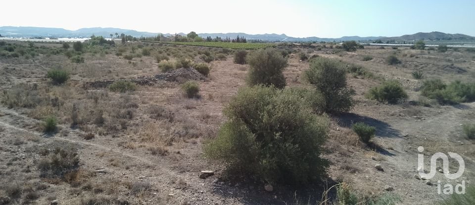 Terreno de 120.000 m² en Novelda (03660)